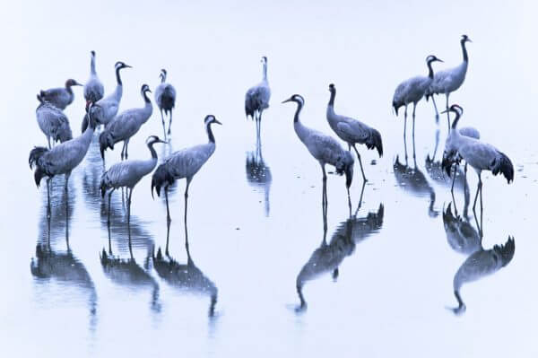 Kraniche im Reservat beobachten