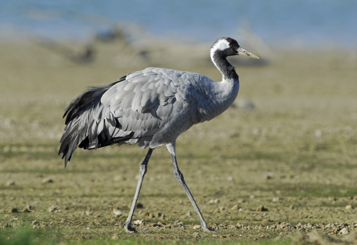 Grue cendrée, faune du Sud Vendée Littoral