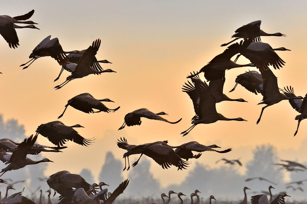 Vol de grues cendrées