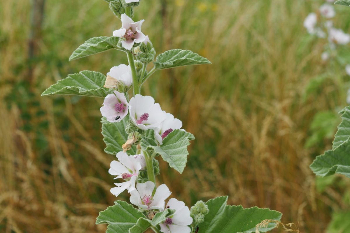 Guimauve officinale