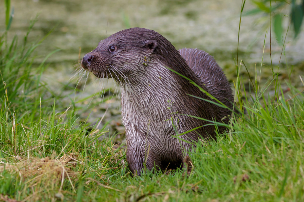 Loutre d'Europe, faune du Sud Vendée Littoral