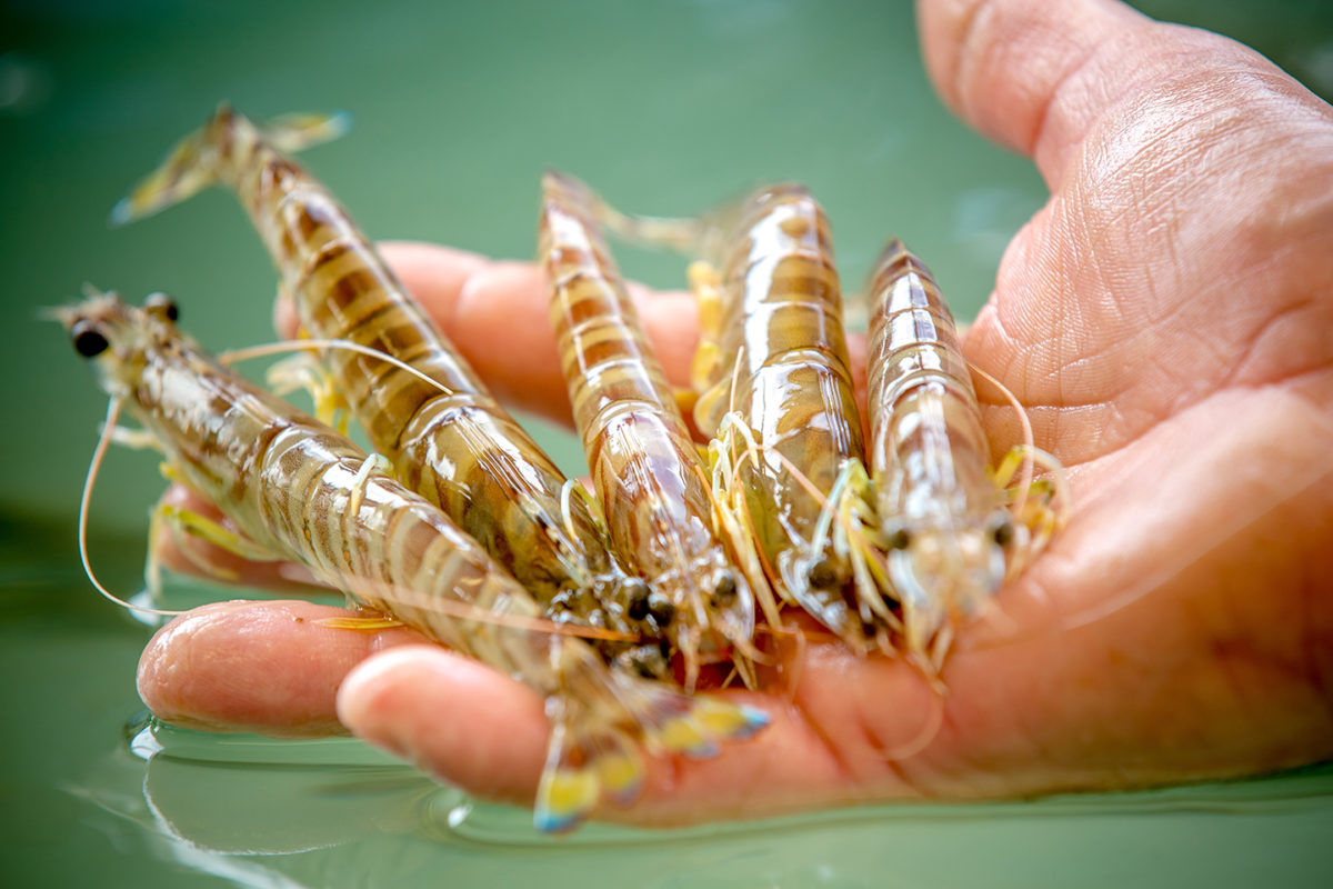 Gambas produites en Sud Vendée Littoral