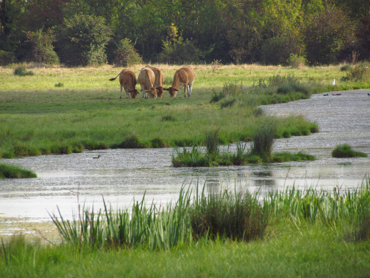Vaches dans les prairies humides du Marais Poitevin