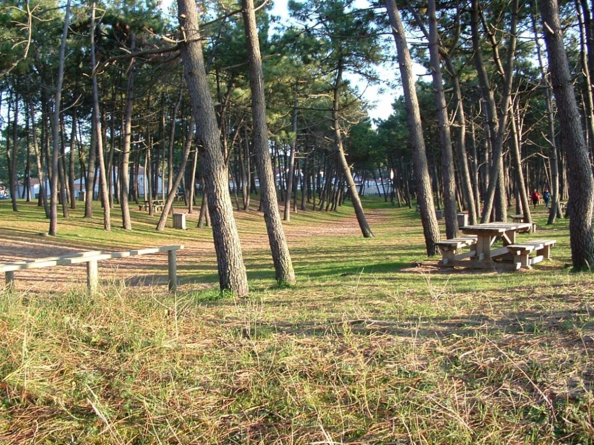 Picknick im Pinienwald von La Faute-sur-Mer