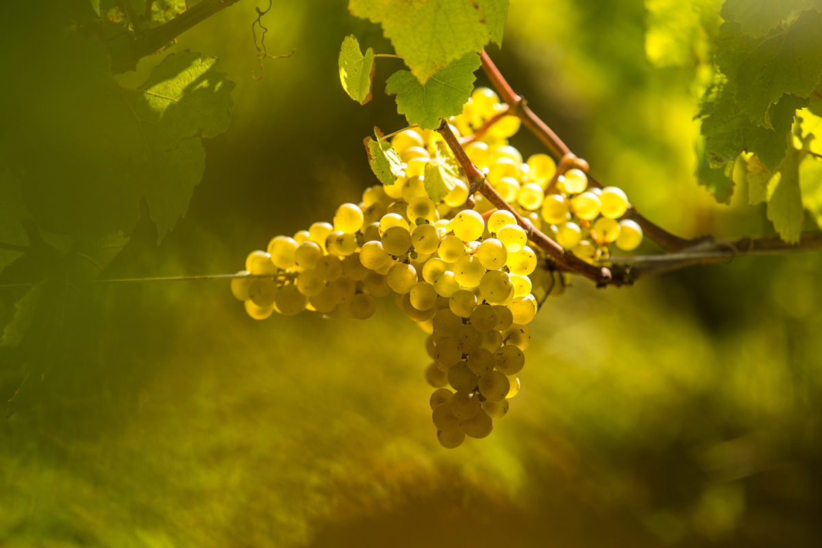 Les vignobles sont constitués pour le cépage blanc : Chenin, Chardonnay, Sauvignon