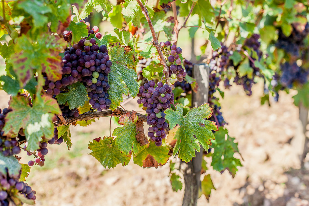 La Négrette, un cépage rare mais toujours cultivé dans le vignoble mareuillais