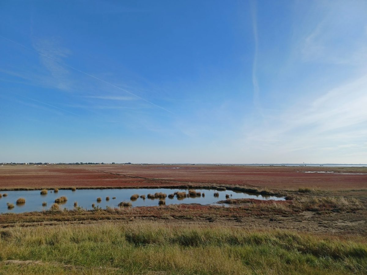 10_Prés salés rouges_La Bosse_Hélène Goossens