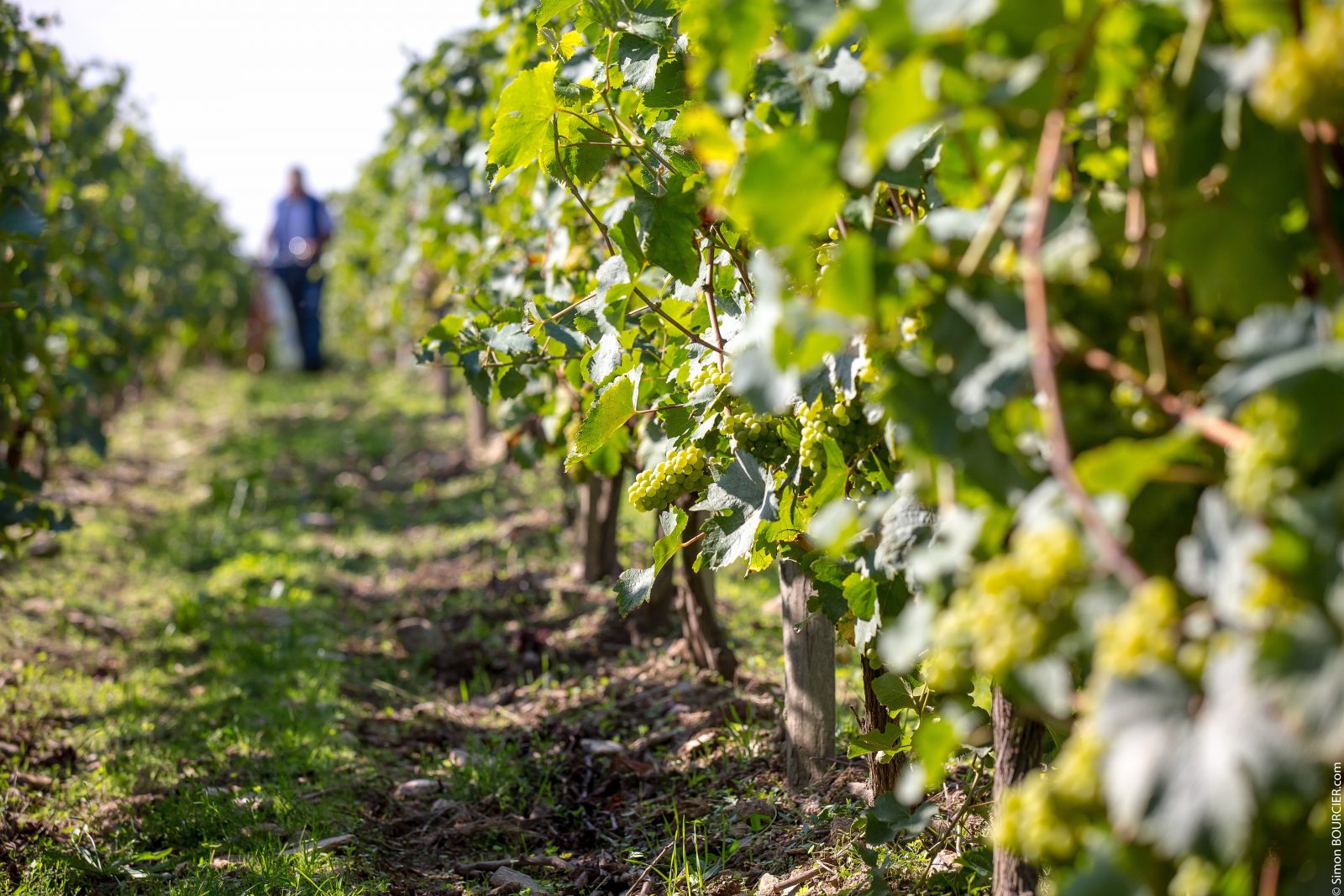 Route des vins du fief de Mareuil „Le Patrimoine“