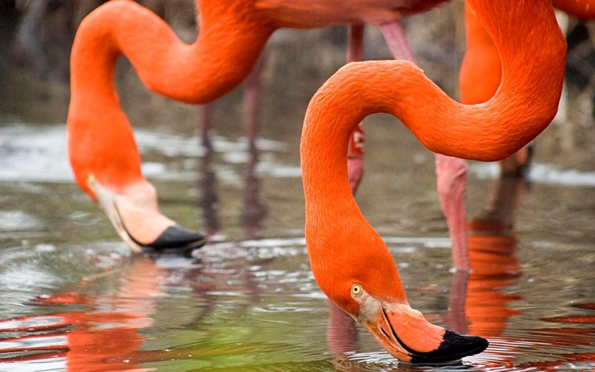 Flamants-de-cuba-ZoodesSables-S-Silhol