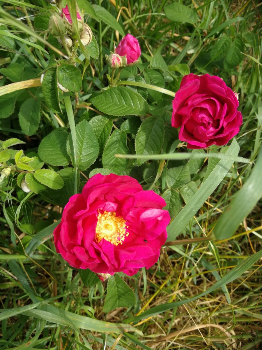 IMG_20250526_114412