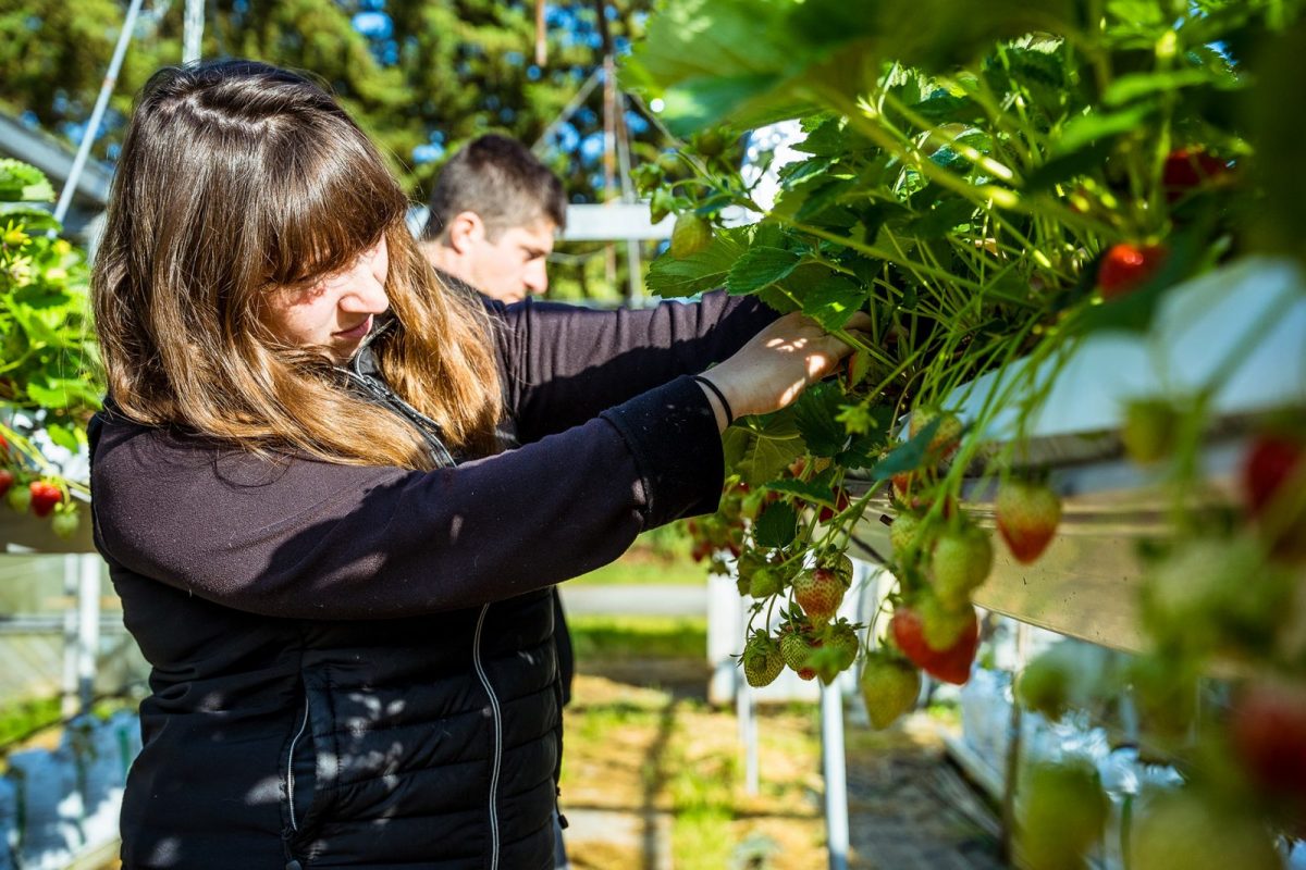 Les Légumes du Marais©D.Herbreteau-02516