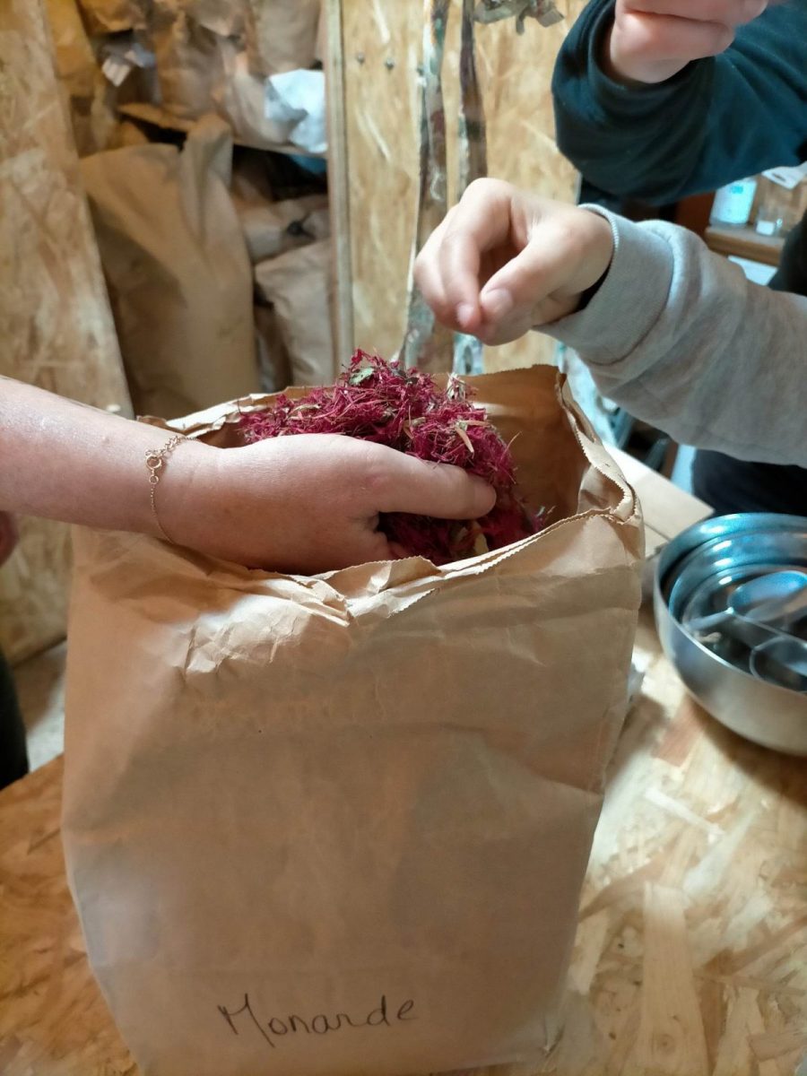 Les fées des herbes – ©Coralie Couturier (19)