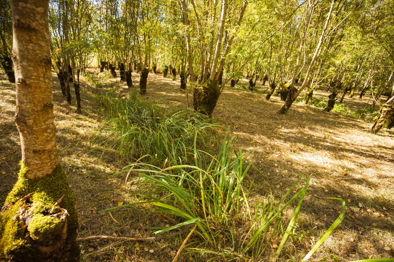 Sentier pédestre Autour de la Douve