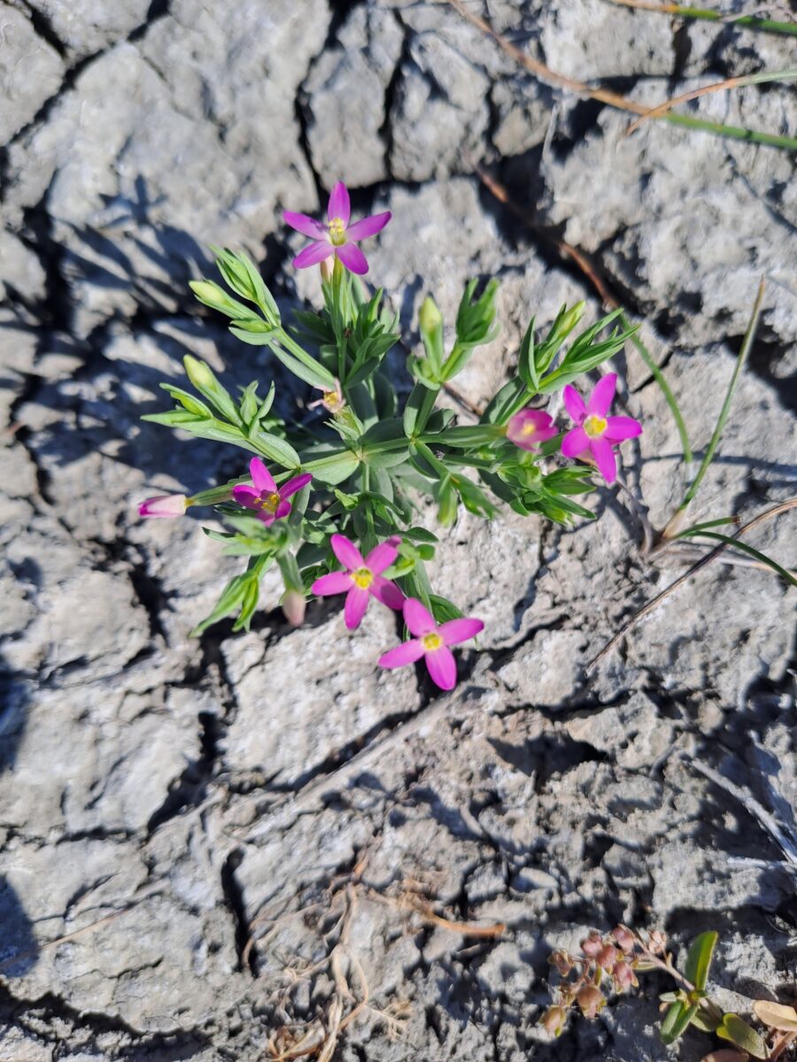 Petite-centaurée à fleurs ténues