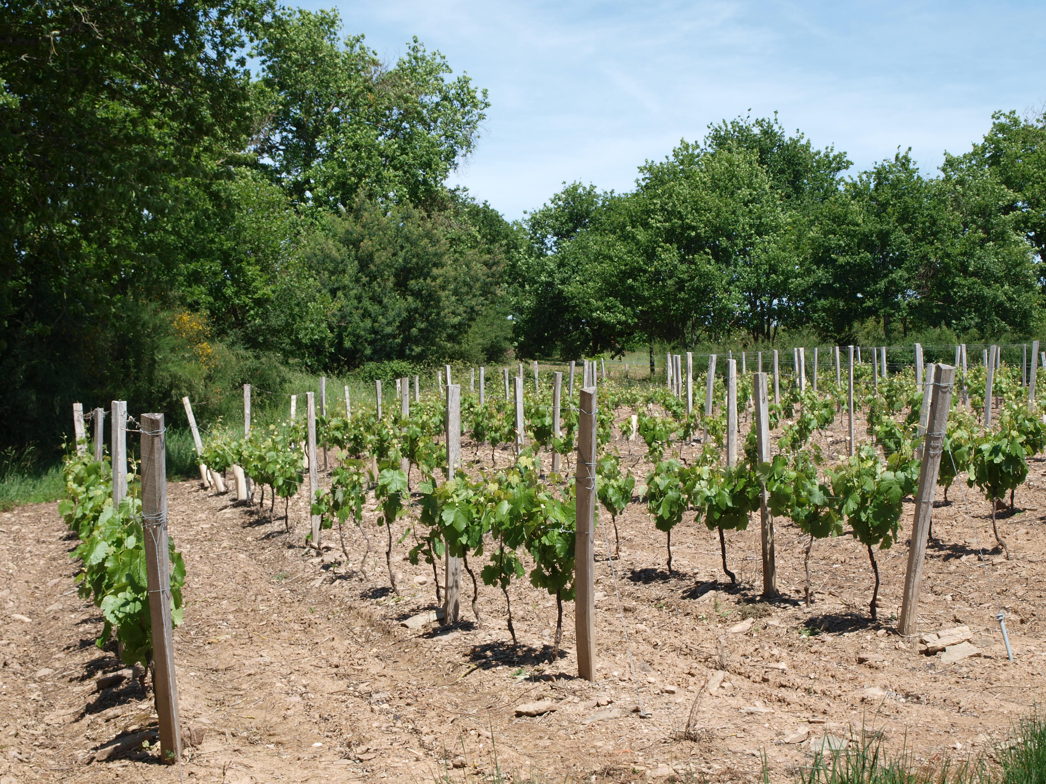 BOUCLE CYCLABLE „LES VIGNES“ (N°33)