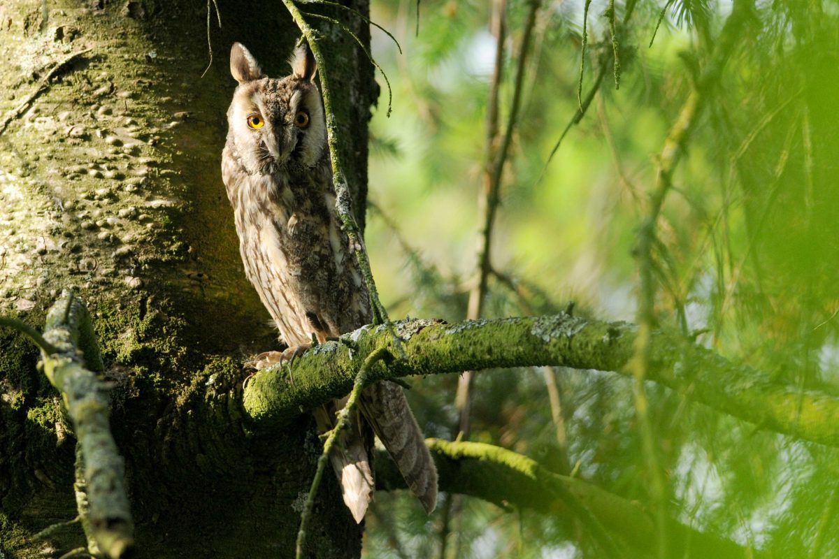 Sortie nature – les nocturnes à plumes – Patrick Trecul – oiseaux_hibou moyen duc