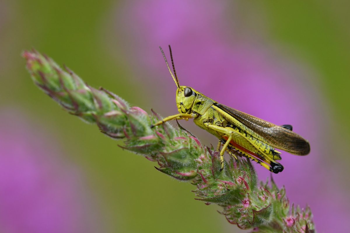 Sortie nature – petites bêtes de l’été_criquet ensanglanté. Patrick Trécul