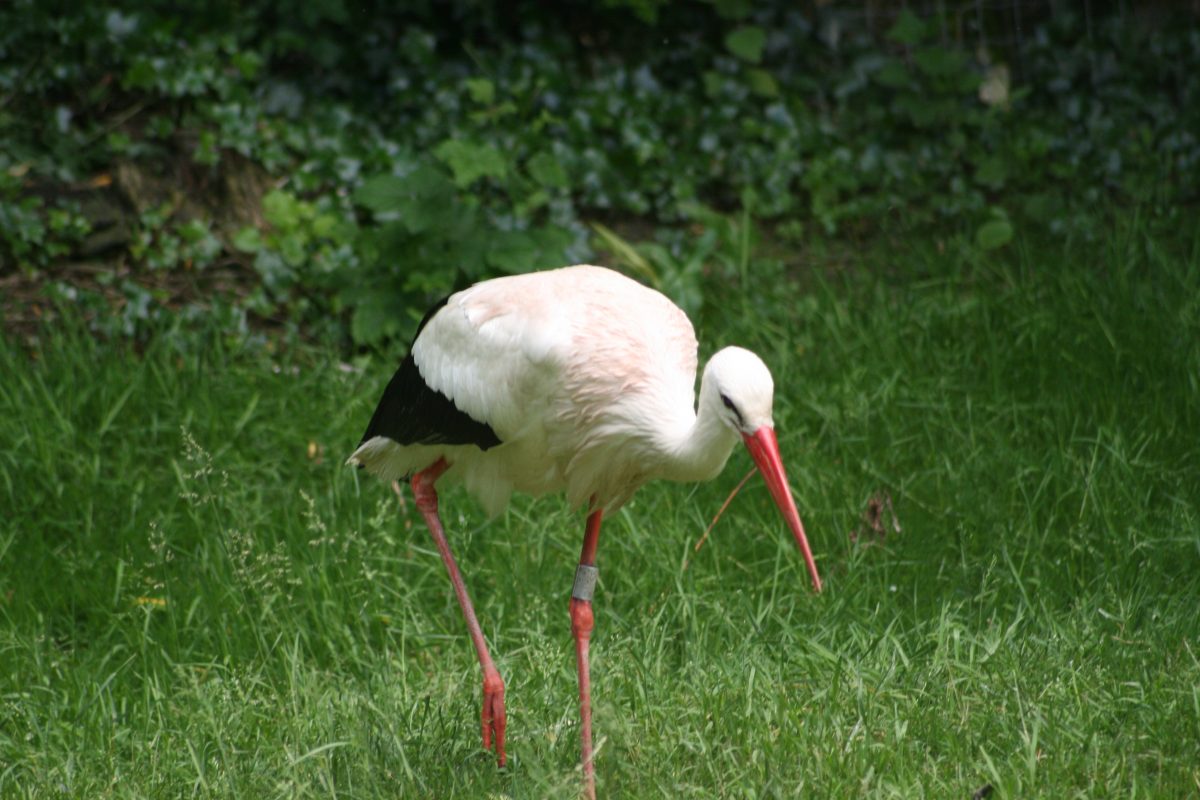 St_Denis-reserve-naturelle (10)