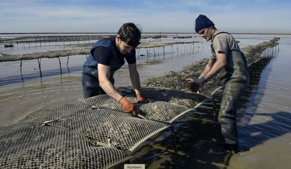 VENTE DIRECTE D’HUÎTRES, LES AMOURETTES