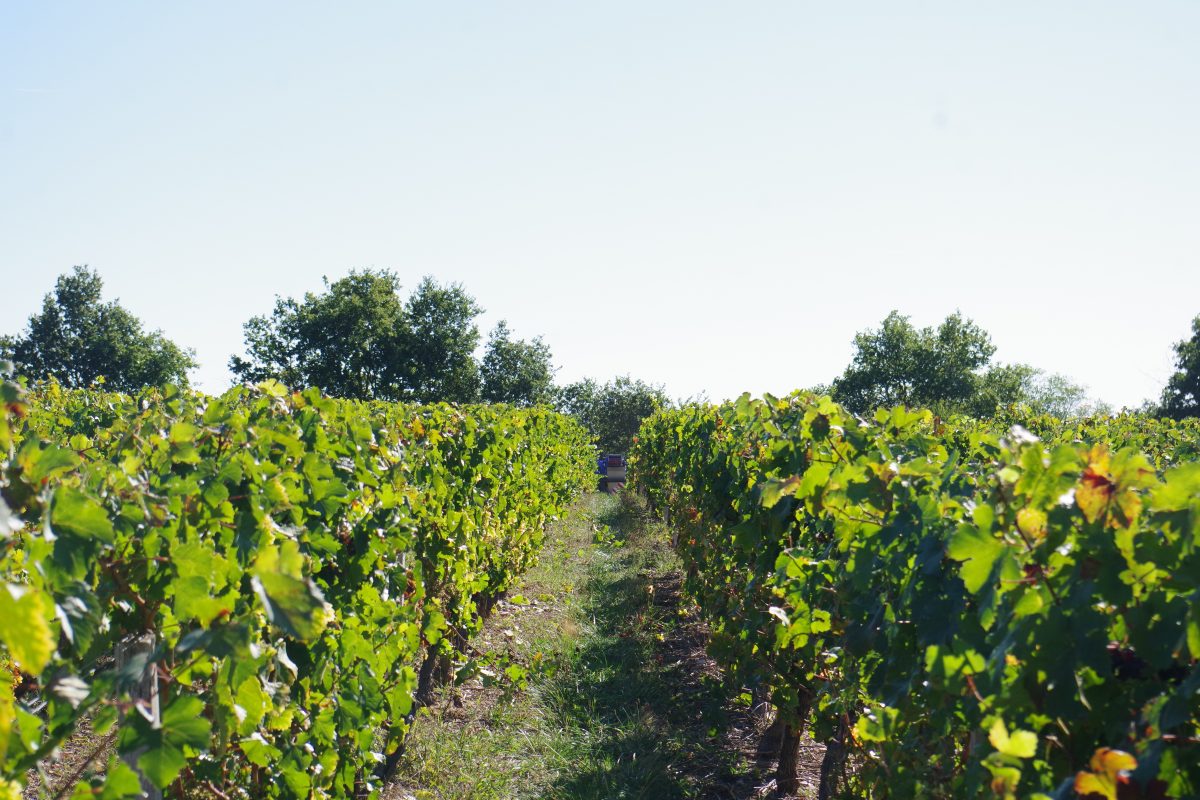 vin menhir